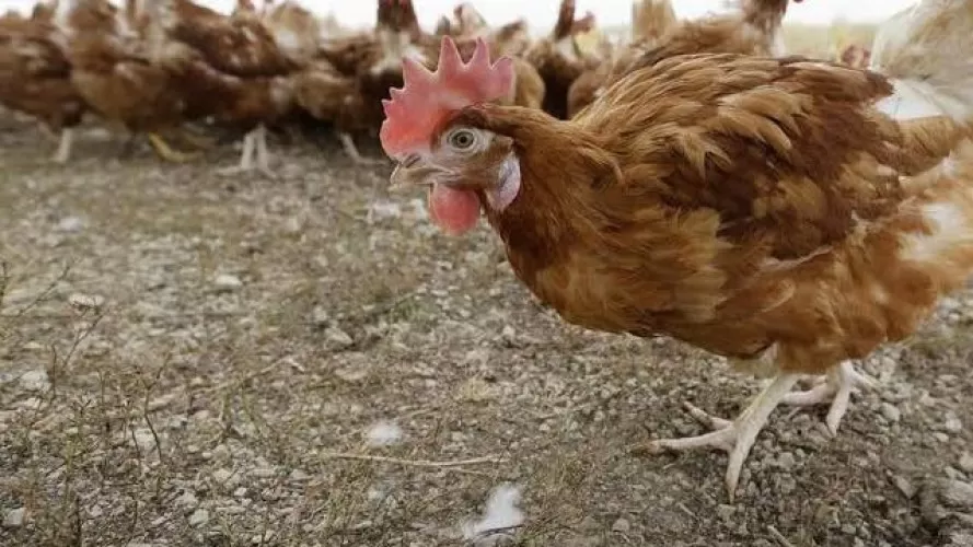 38 mil dosis de vacuna listas, esperan gripe aviar en Banyuwangi