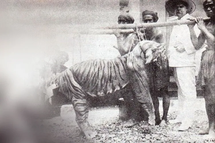 Menyingkap Tabir Misteri Sangmong, Harimau Bali yang Tinggal Cerita
