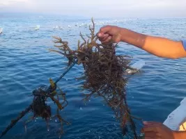 Manfaat Rumput Laut Dalam Dunia Kecantikan dan Kesehatan