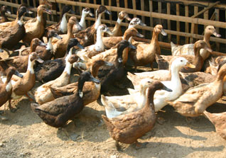 Beritabali.com
